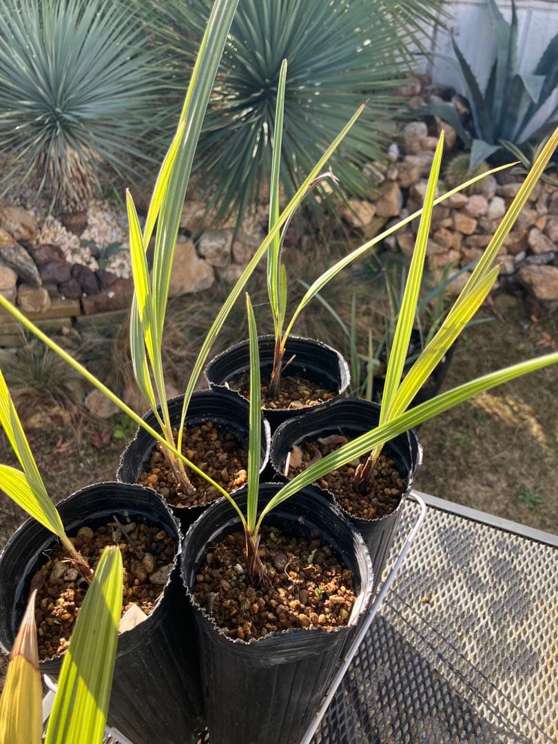 耐寒性 ヤシ 2種 計8株 ブラヘアアルマータ 5株 ミキナシサバル3株