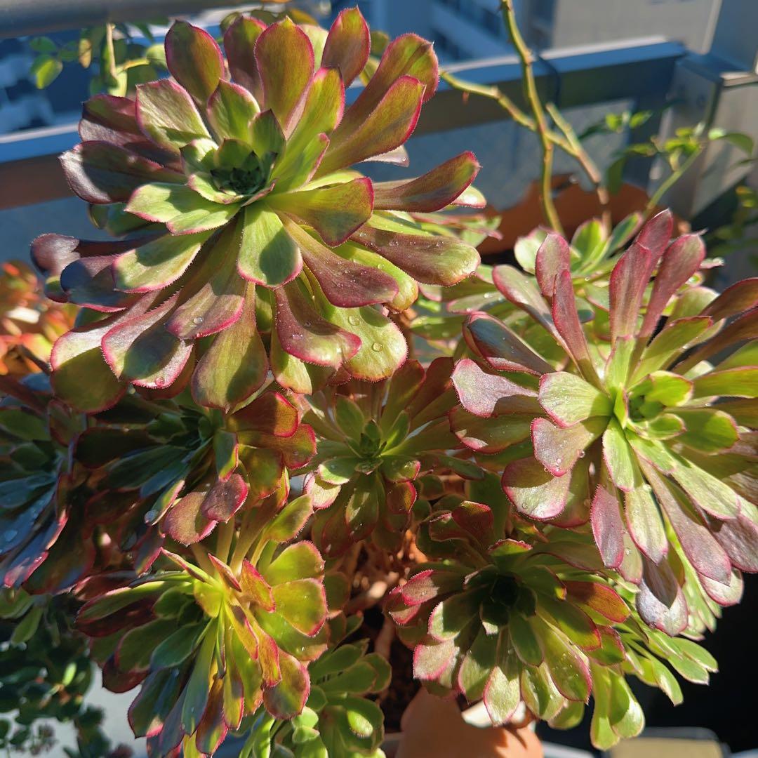 多肉植物 アエオニウム 水墨画法師錦 数22頭ぐらい 大古株 幅40cm