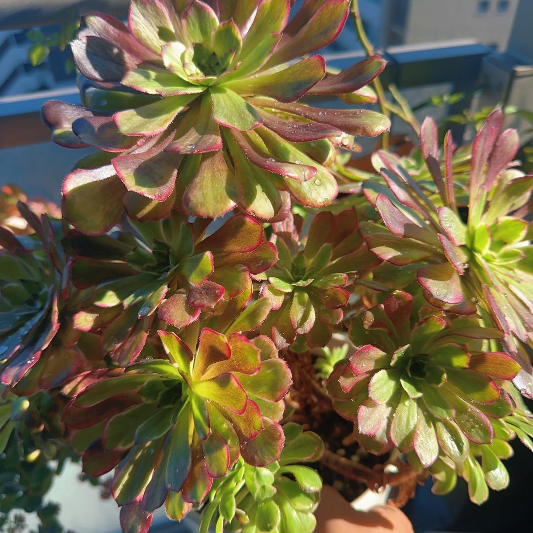 多肉植物 アエオニウム 水墨画法師錦 数22頭ぐらい 大古株 幅40cm