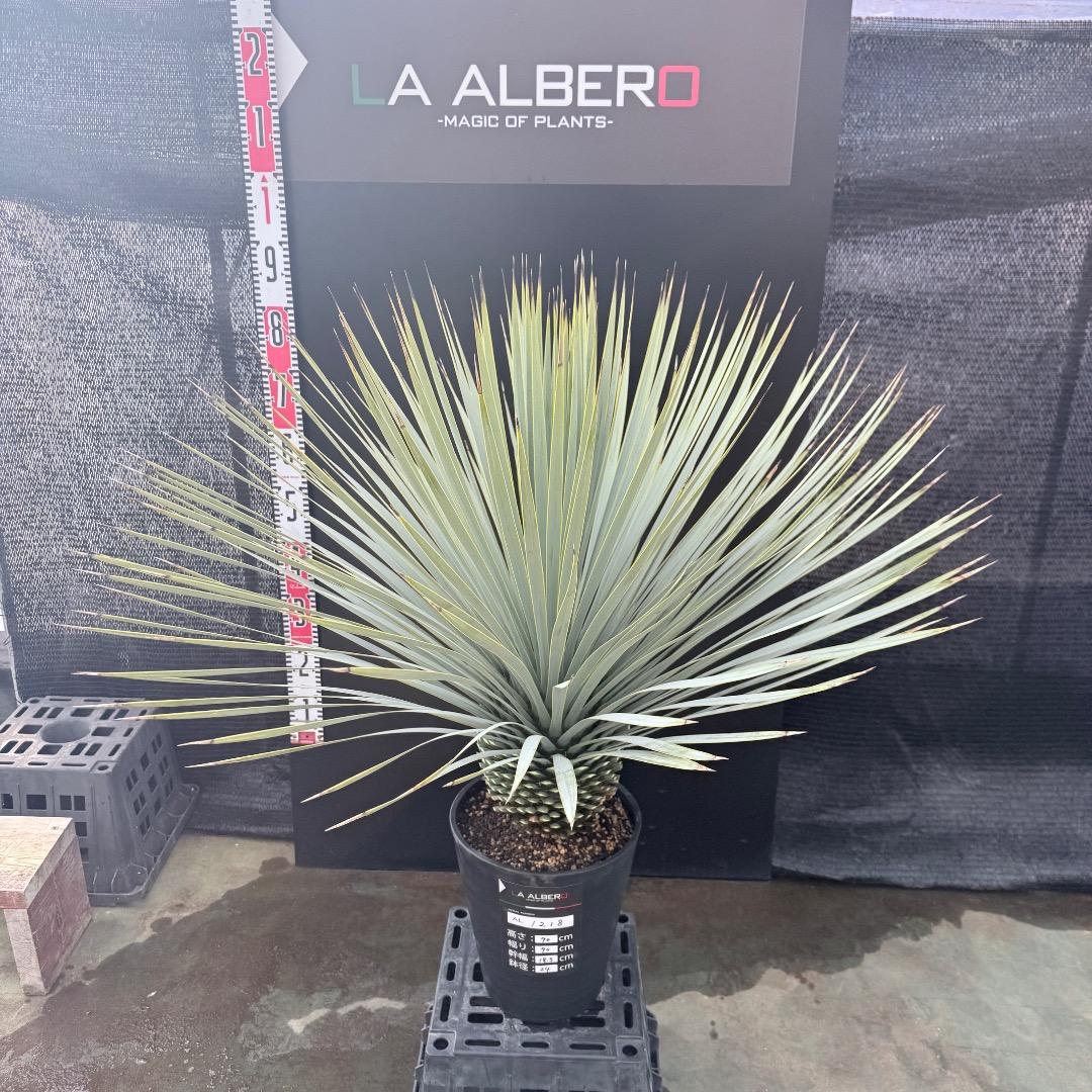 AL1218】ユッカ ロストラータ - メルカリ