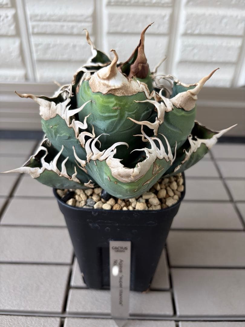 アガベ チタノタ スーパーチタノタ 悪魔くん 子株 - メルカリ