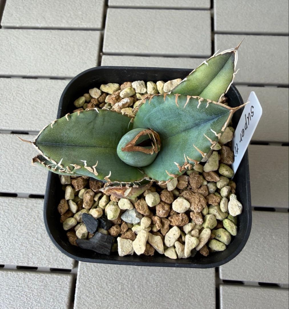 アガベ チタノタ スーパーチタノタ 悪魔くん 子株 - メルカリ