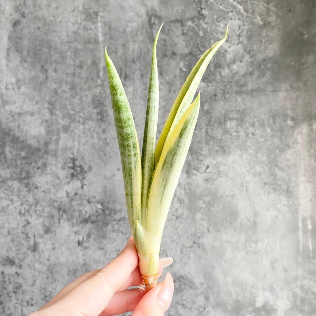 S13213☆オークション販売☆ サンスベリア ウガンダ 極上斑入り株