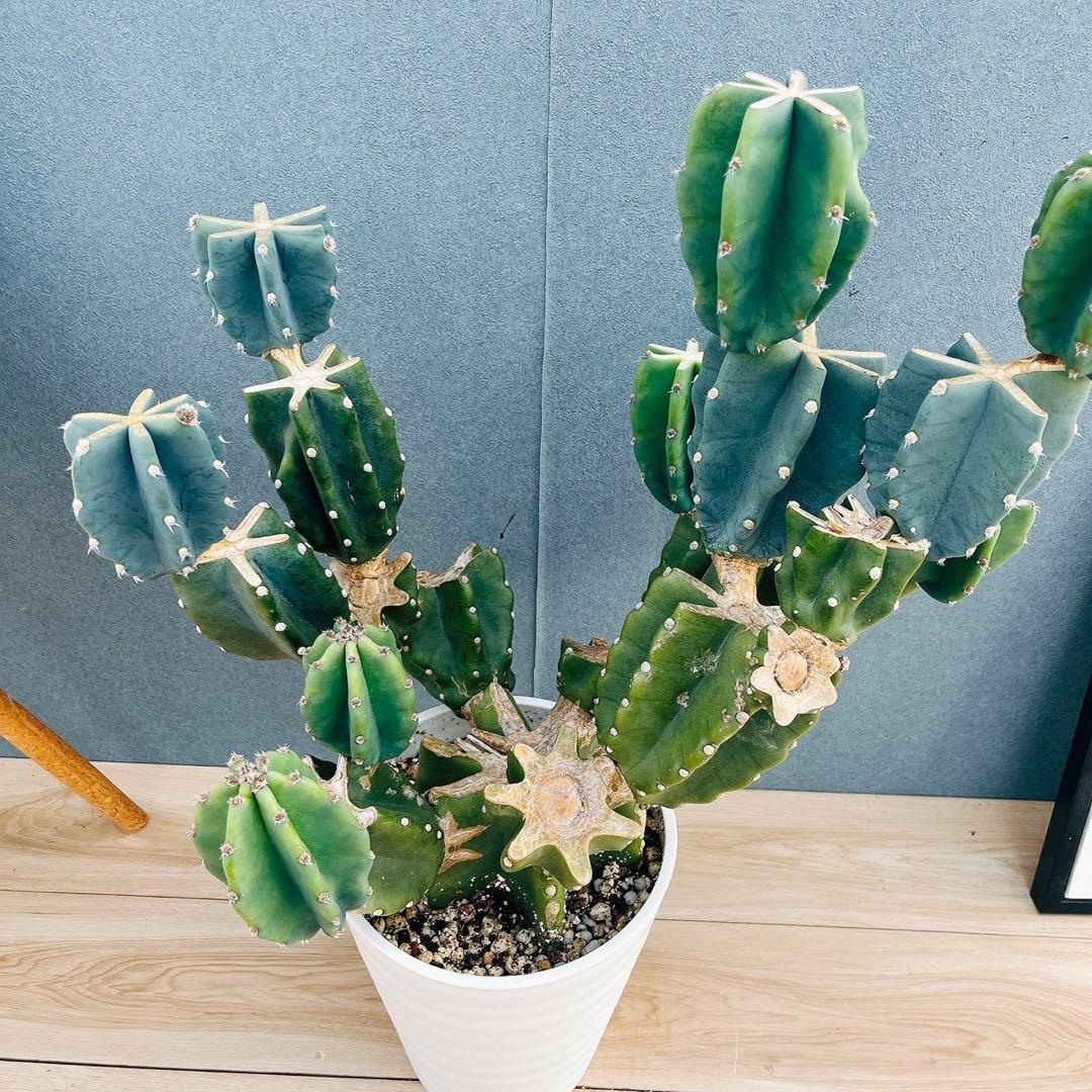 ［現品］16番　柱サボテン　鬼面角 ブランチ　8号　多肉植物　おしゃれ　人気 現品］☆人気☆ 16番 柱サボテン 鬼面角 ブランチ 8号 観葉植物 室内