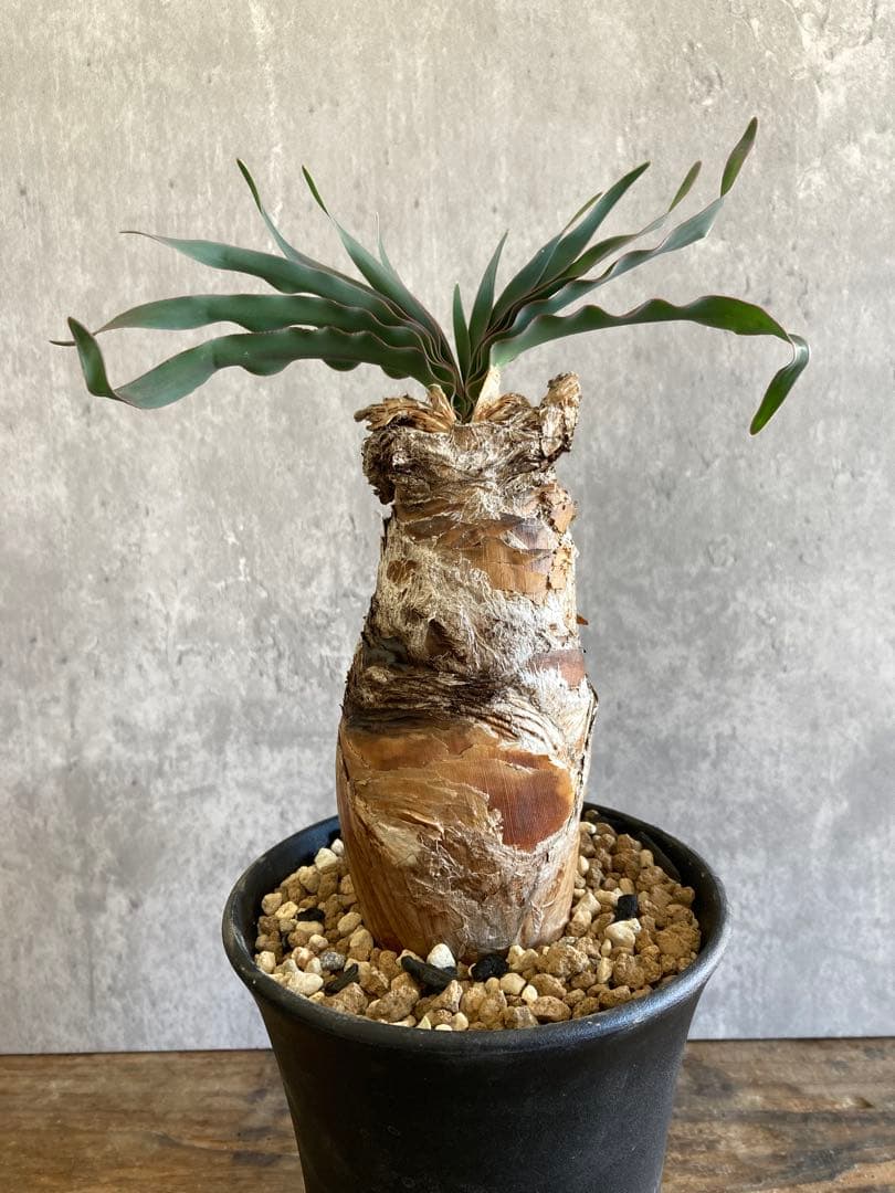 ブーファン ディスティカ 現地球発根済6-31 - メルカリ