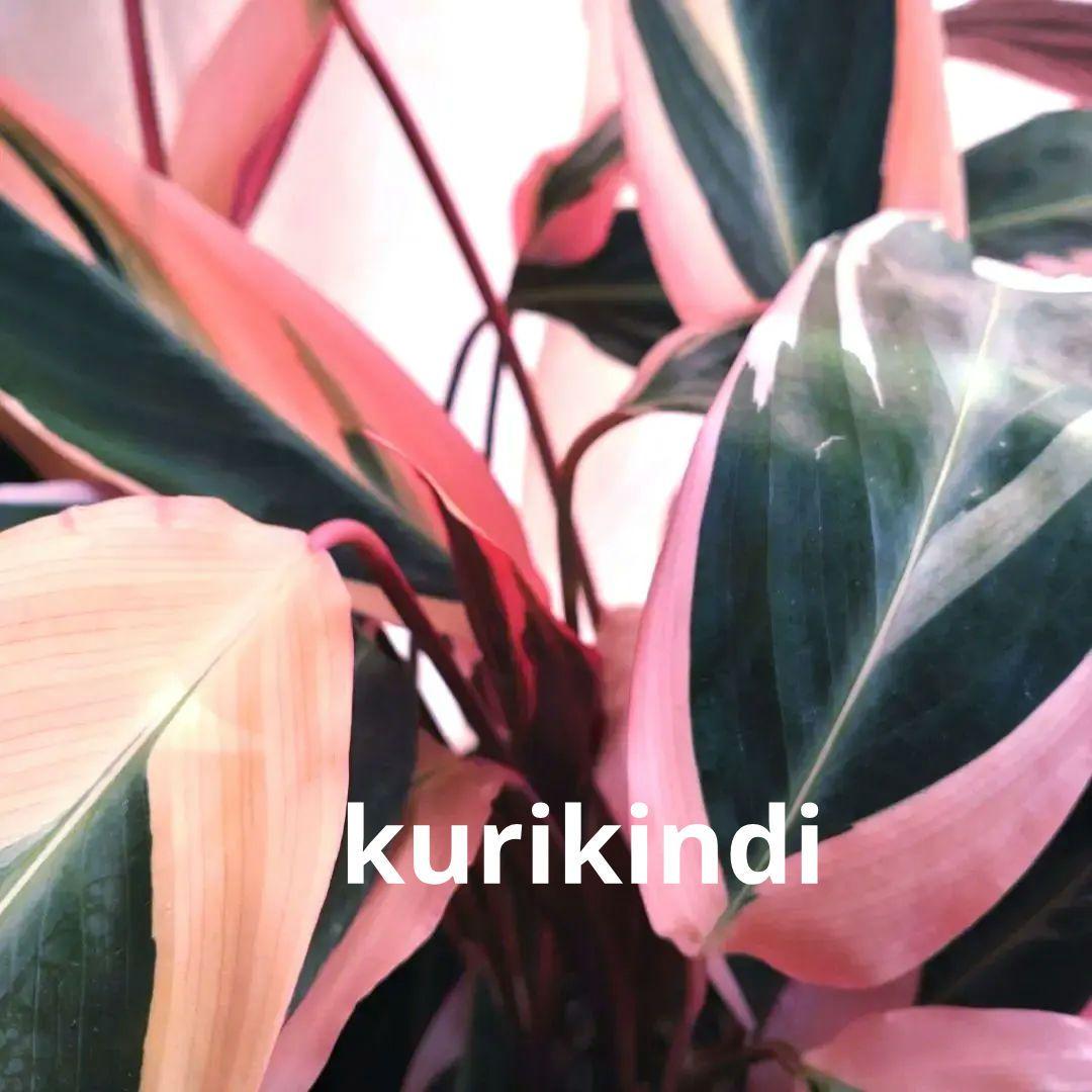 ボリューム抜群】ストロマンテ トリオスター(7号鉢) 単品(ca28-11