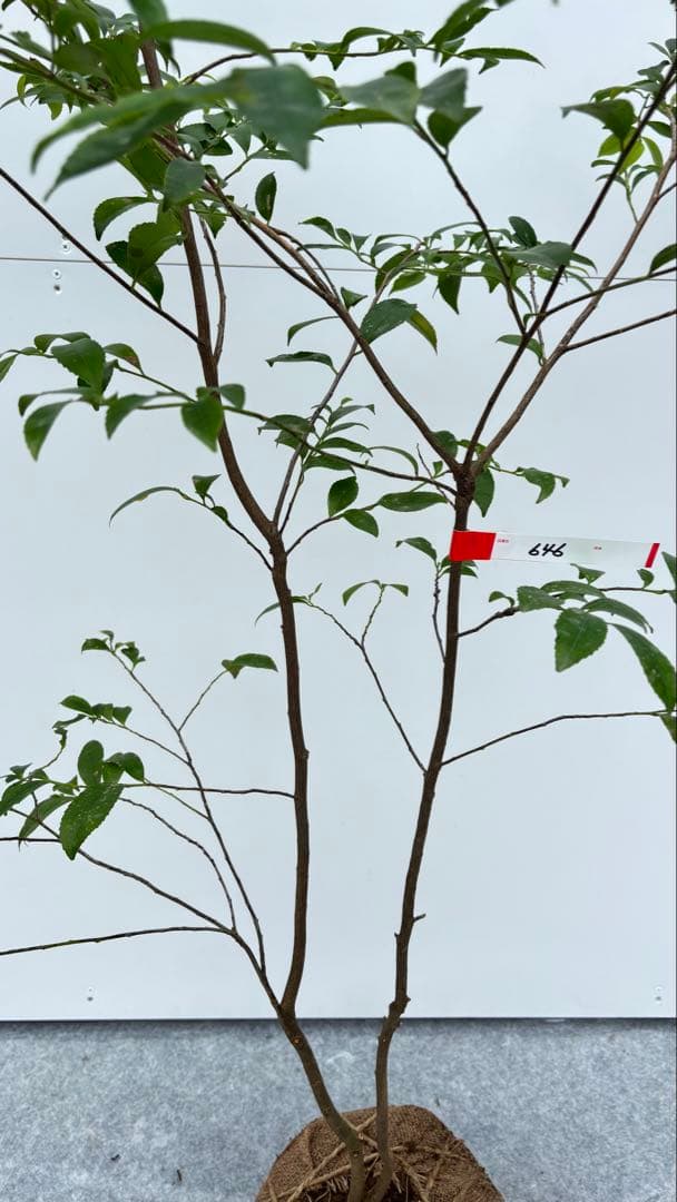 自然な樹形が美しい 山採りの ヒサカキ 646 樹高1.4m位 ヒメサカキ 姫