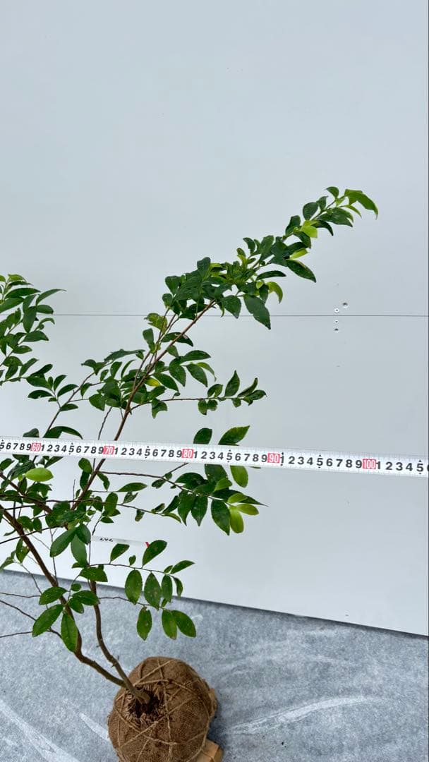 自然な樹形が美しい 山採りの ヒサカキ 646 樹高1.4m位 ヒメサカキ 姫