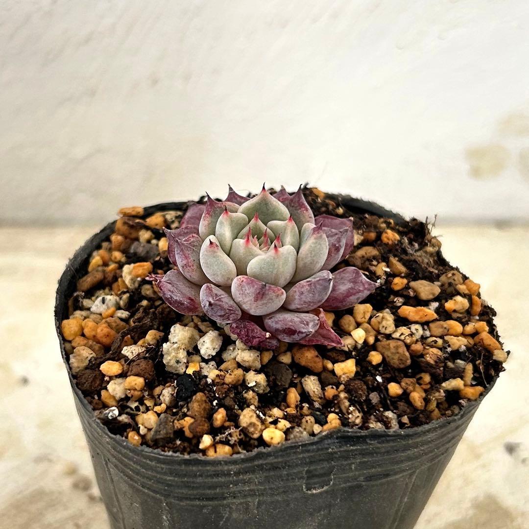 沙羅姫牡丹 抜き苗 多肉植物 エケベリア - メルカリ