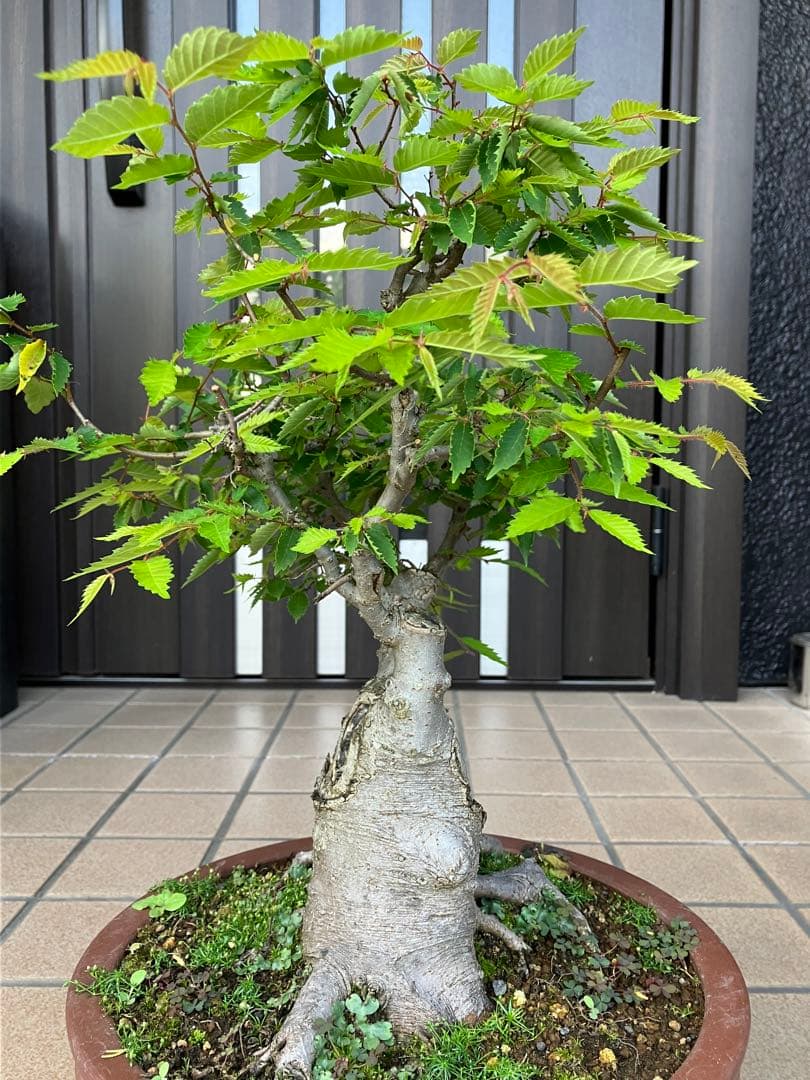 27日(木)24時迄の大特価！ 盆栽 欅ケヤキ 超極太！ - メルカリ