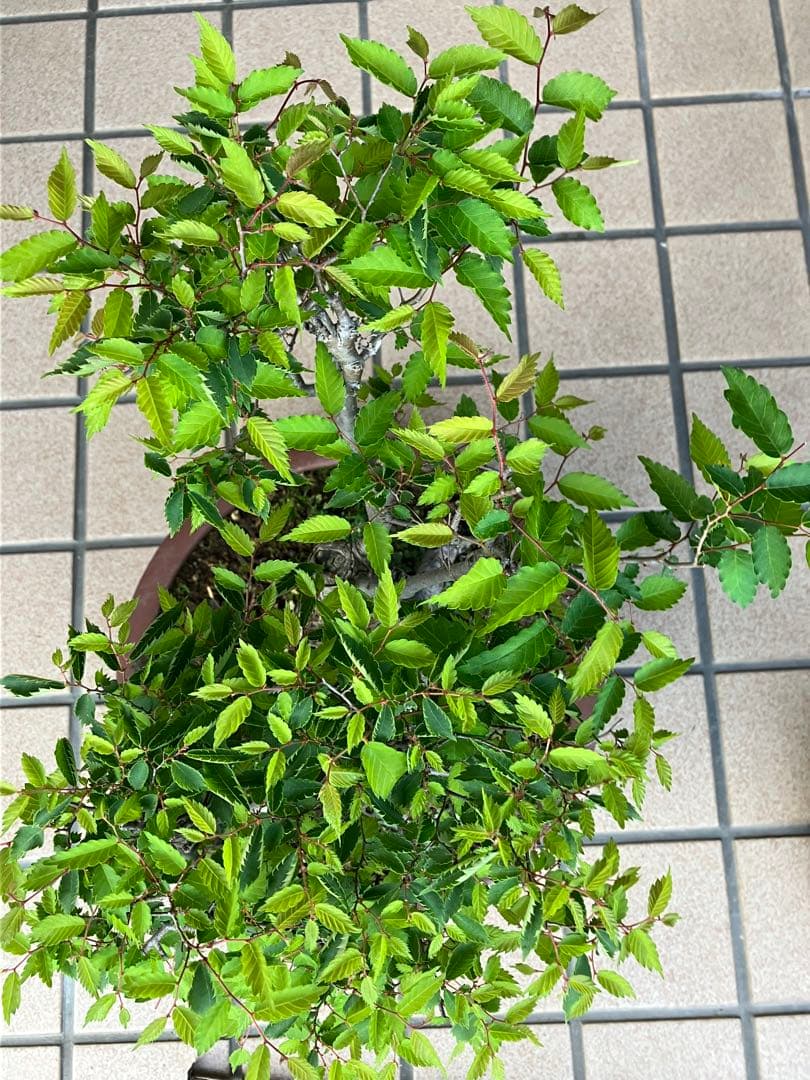 27日(木)24時迄の大特価！ 盆栽 欅ケヤキ 超極太！ - メルカリ