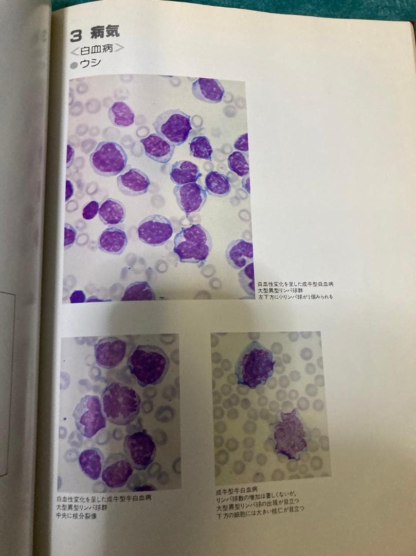 家畜血液図説　著者 家畜血液図説編集委員会　チクサン出版社　発行