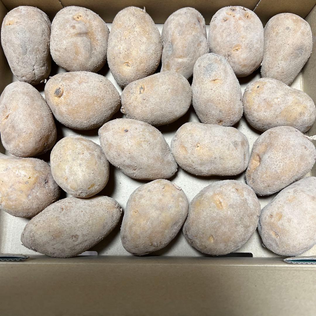 ⑥ インカのめざめ じゃがいも種芋 20個 - メルカリ