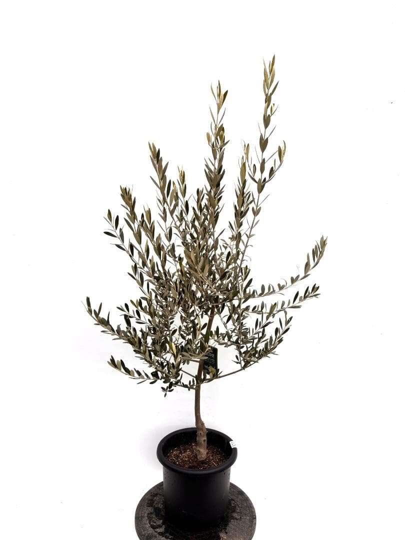 オリーブの木 セントキャサリン 8号 約140cm K-321 希少 現品掲載