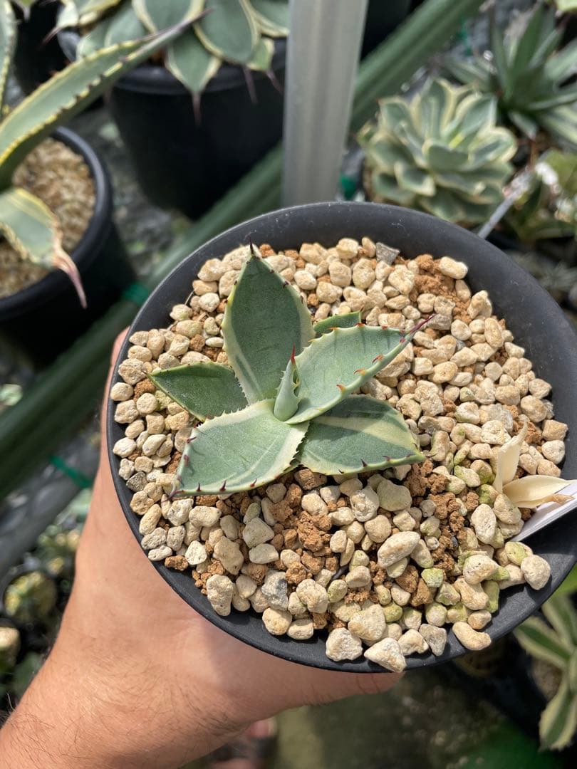 希少】アガベ パリーパリー錦 - メルカリ