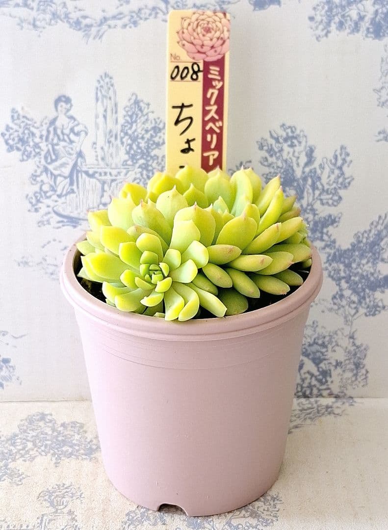ちょこん札付きポットごとメルカリ便おらいさん苗ミックスベリア