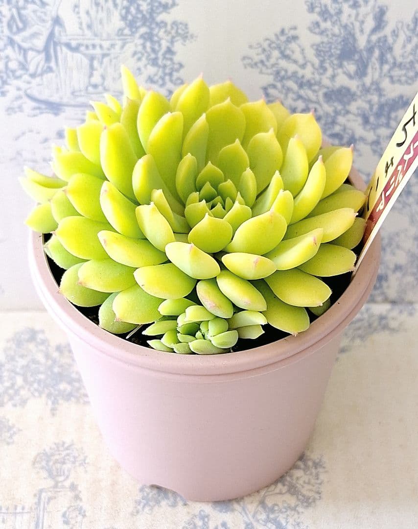 ちょこん札付きポットごとメルカリ便おらいさん苗ミックスベリア