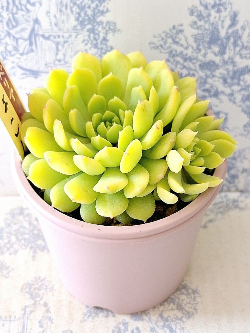 ちょこん札付きポットごとメルカリ便おらいさん苗ミックスベリア