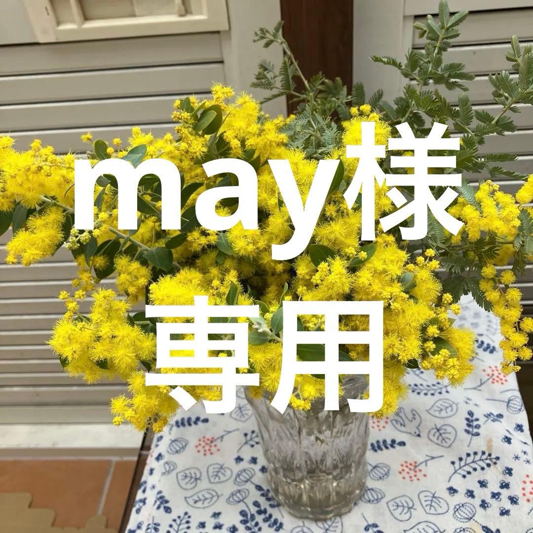 ミモザ パールアカシア 真珠葉 銀葉アカシア 開花 フレッシュ 生花