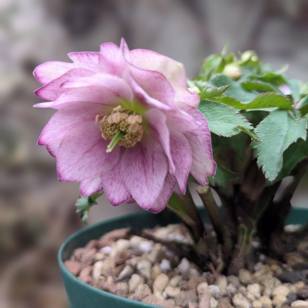 大木ナーセリー❤️ クリスマスローズ❤️ いろは交配❤️ - メルカリ