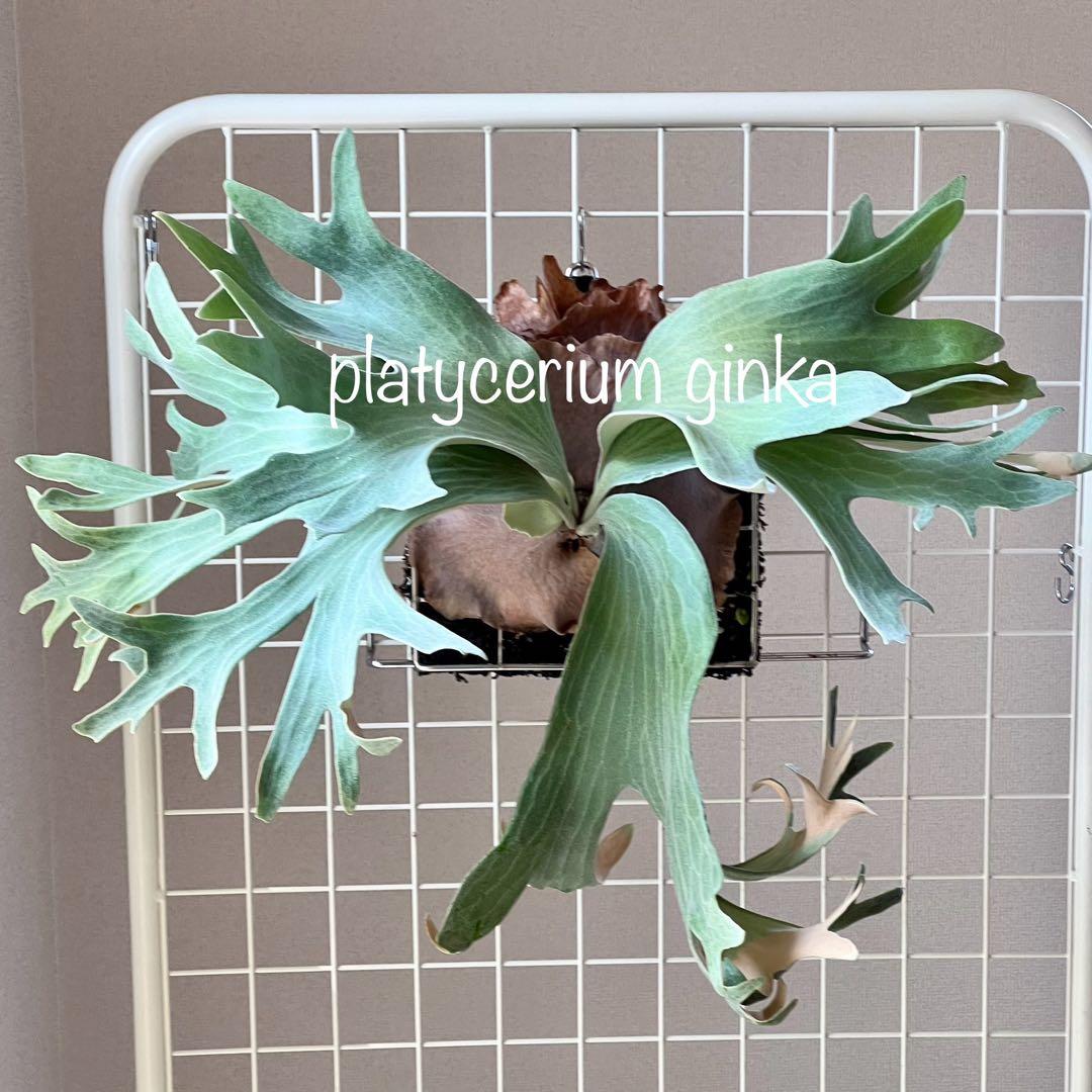 ラス2OC株胞子platycerium ginka銀華胞子葉ギンカ14ビカクシダ - メルカリ