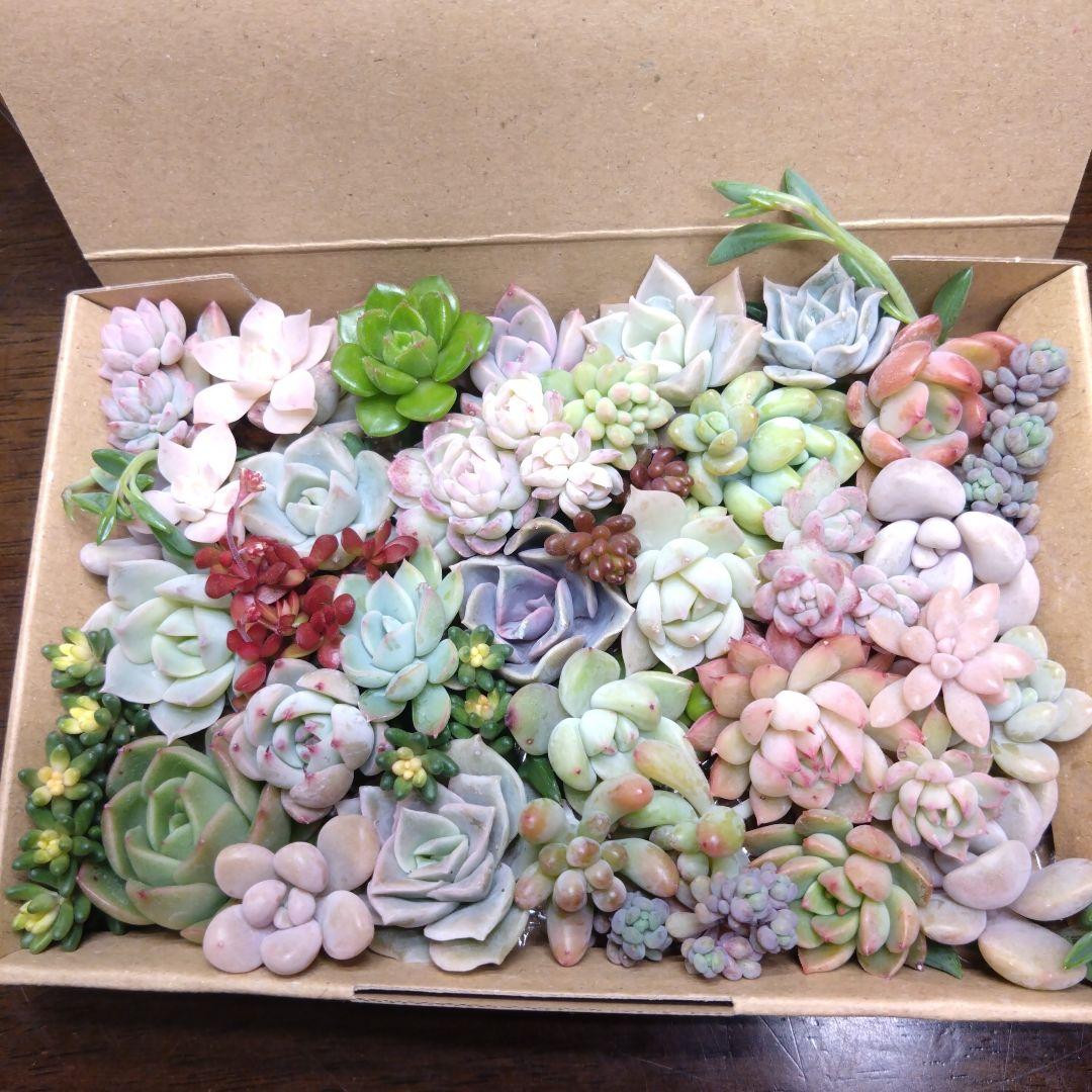 多肉植物カット苗詰め合わせ - メルカリ