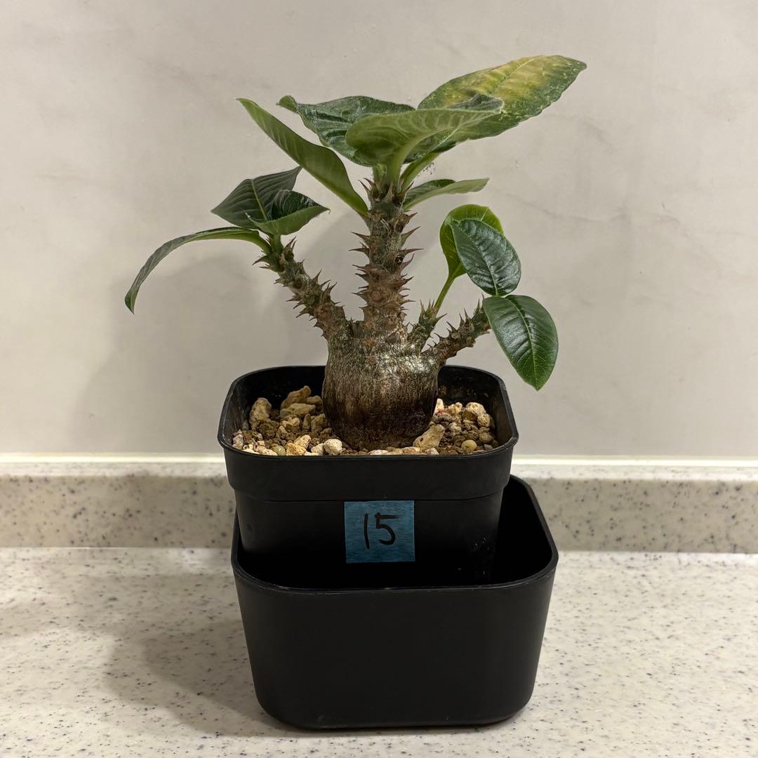 15 パキポディウム ウィンゾリー 実生 国内繁殖個体 - メルカリ