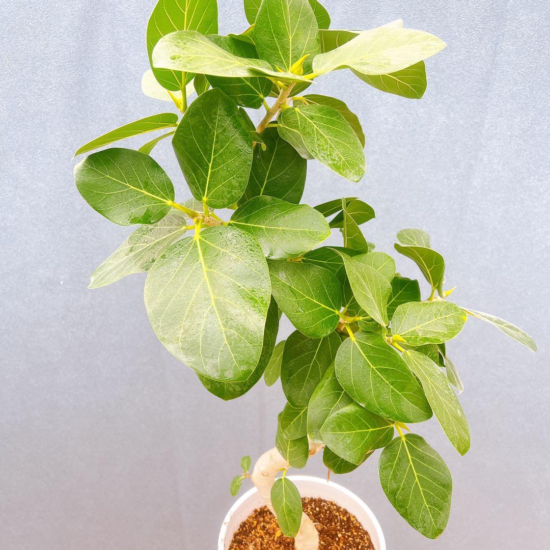 現品 フィカス ゴムの木 ベンガレンシス 33番 曲り インテリア 観葉