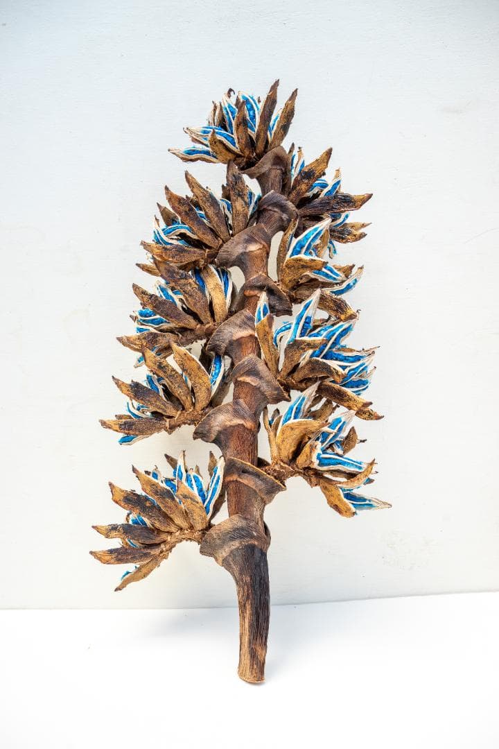 タビビトノキ 青い種 旅人の木 1 オオギバショウ 種子 - メルカリ