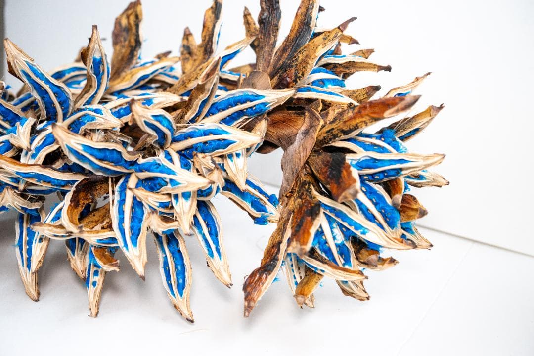 タビビトノキ 青い種 旅人の木 1 オオギバショウ 種子 - メルカリ