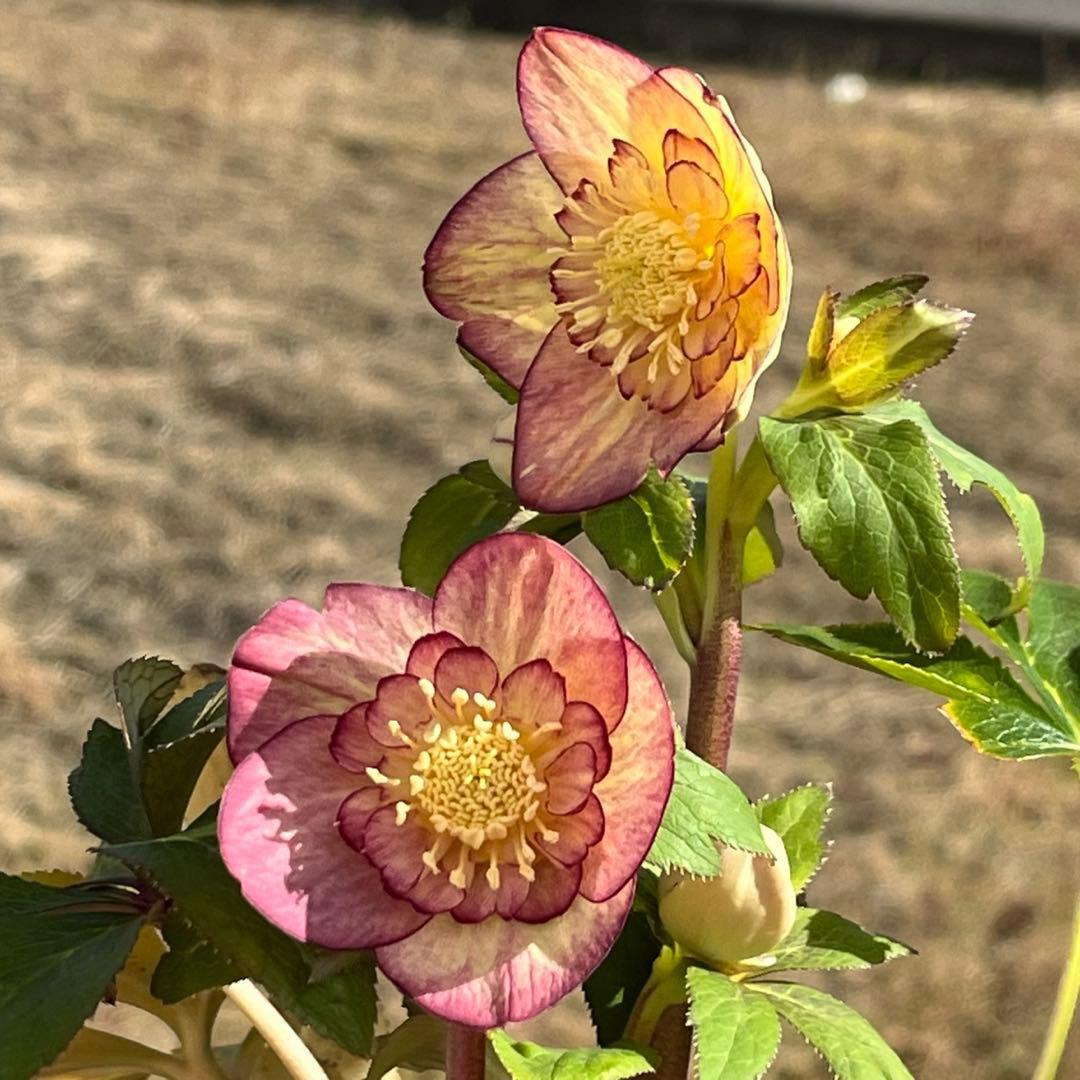 ぽ*た様 3574☘️蕾花タグ付き☘️超極上☘️超希少⭐️SD⭐️蜃気楼⭐️大木