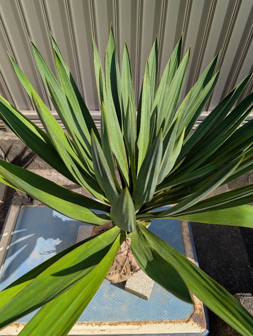 ユッカ グロリオサ 《H=約85㎝》318 - メルカリ