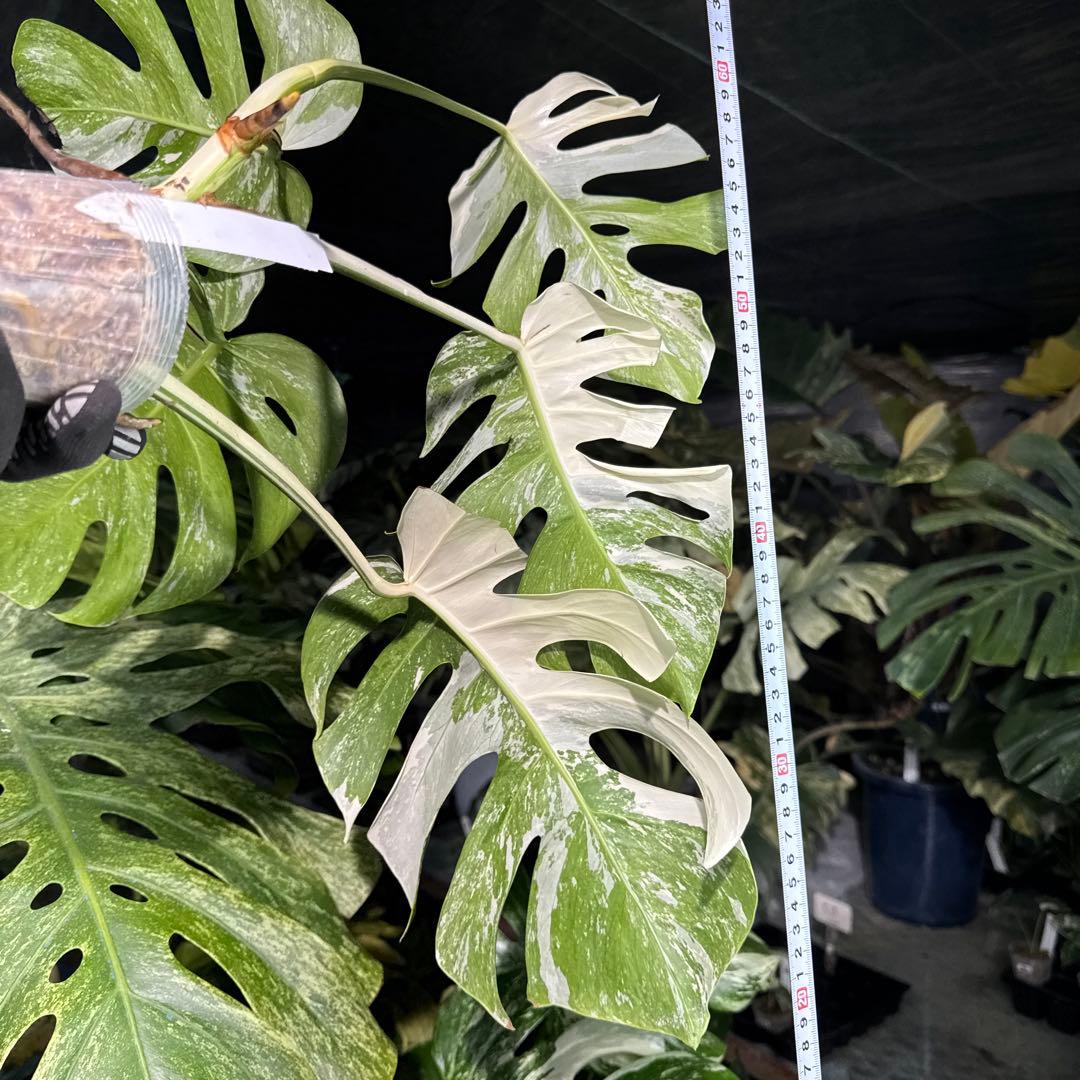 ALB8 モンステラ ボルギシアナ アルボ ホワイトタイガー白斑 健康