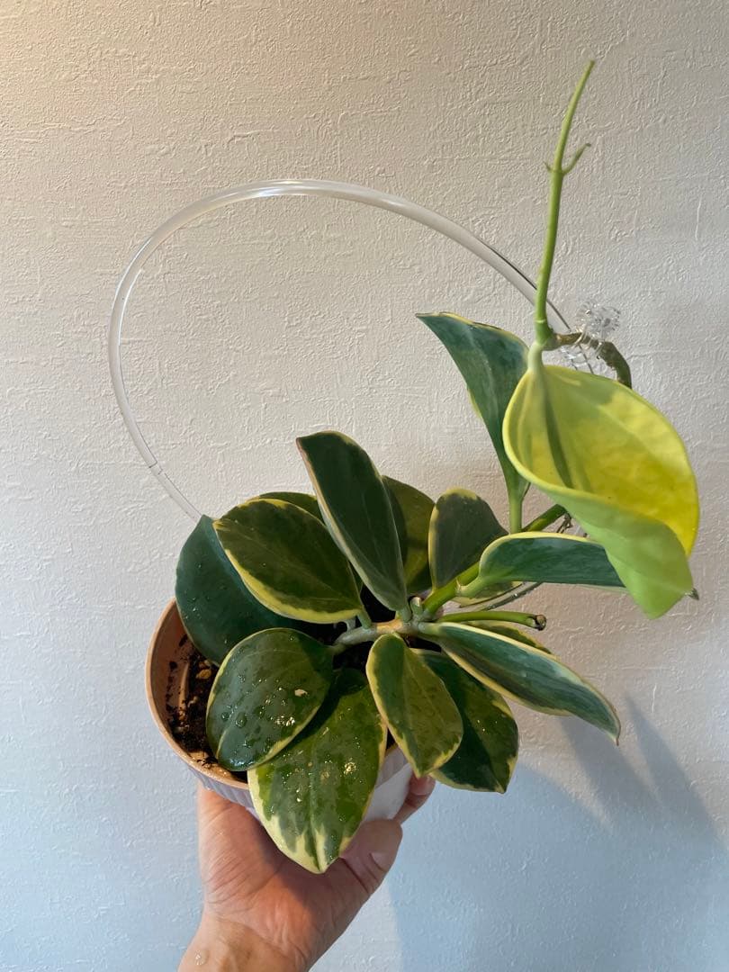 週末セール レア 珍種 ホヤ パキクラダ外斑入り 大苗 - メルカリ