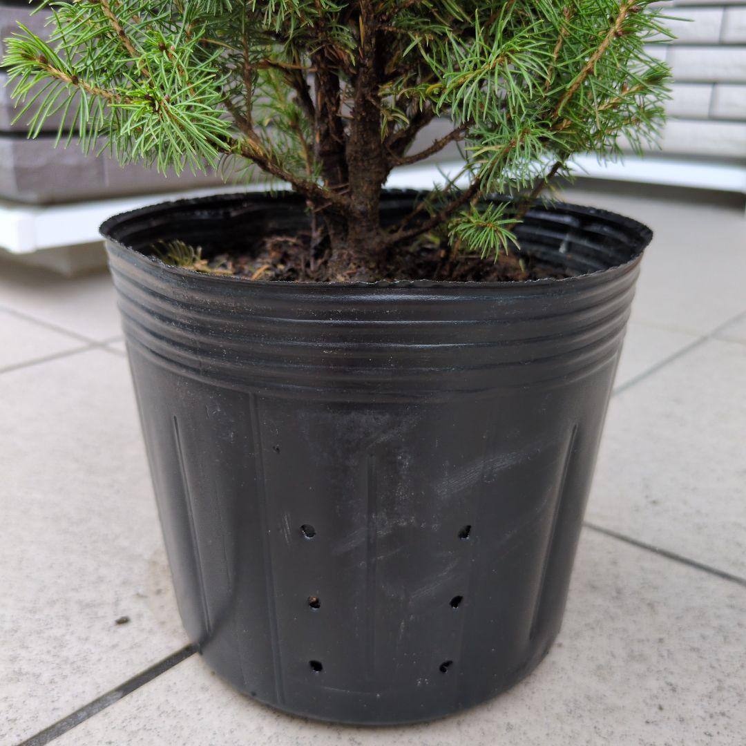 針葉樹 カナダトウヒ コニカ 6号鉢 コニファー クリスマスツリー もみ
