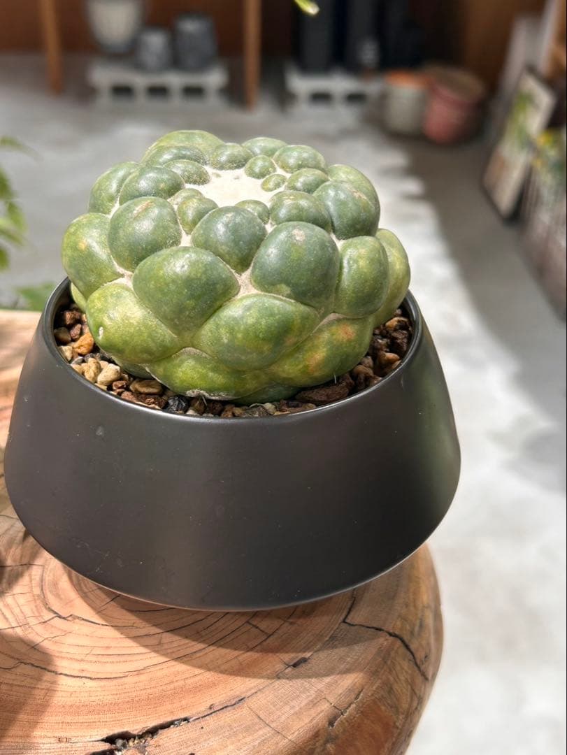 無棘象牙丸 コリファンタ ゾウゲマル 棘無し 鉢セット - メルカリ