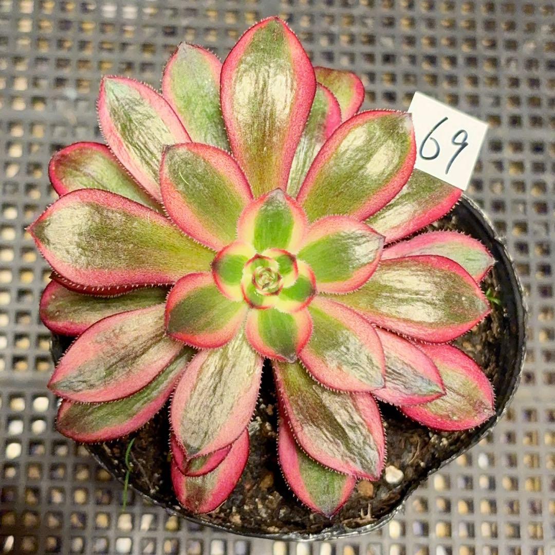 69 #観葉植物アエオニウム錦❤️ シャネル❤️1大頭 10cm拨き苗 - メルカリ