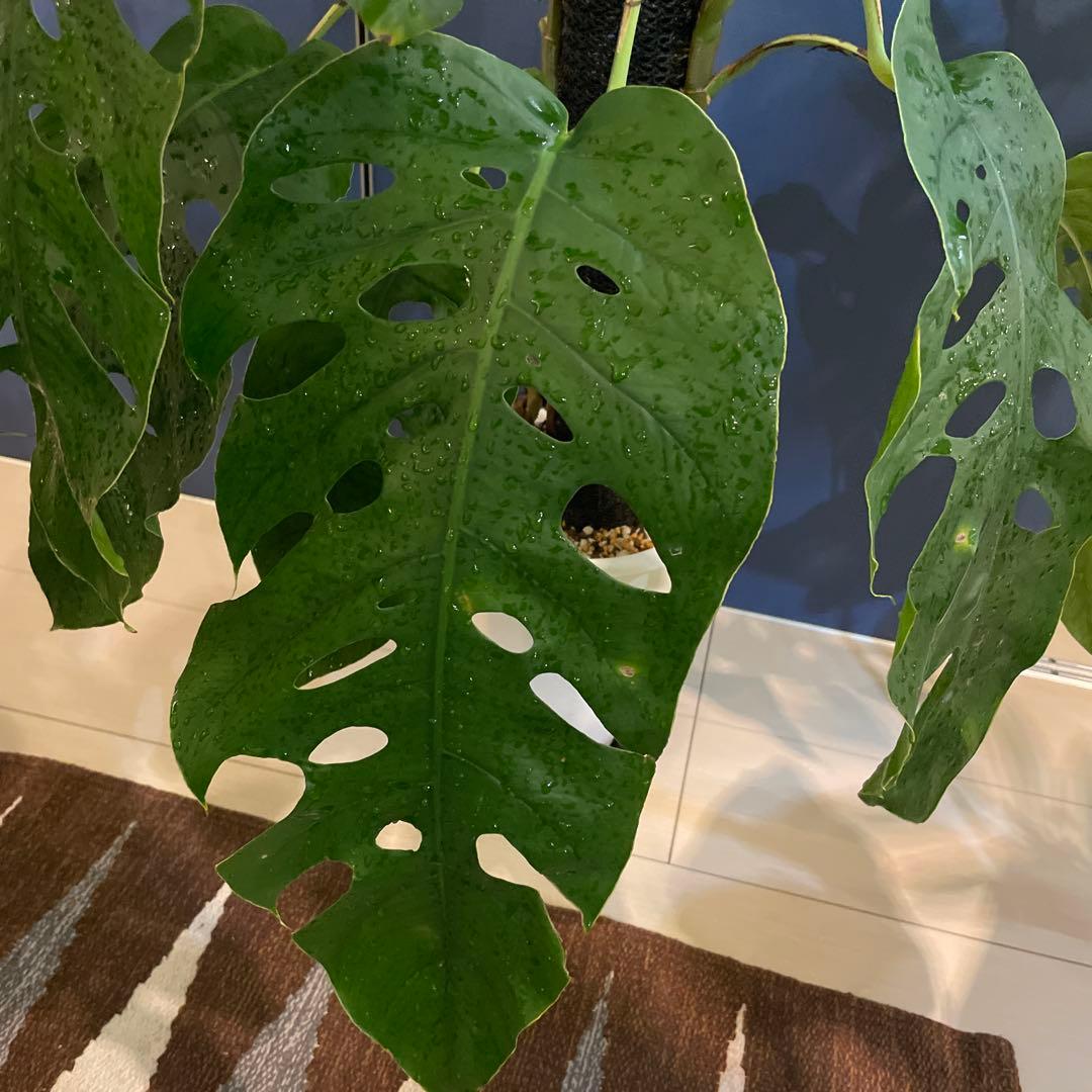 特大 モンステラ デュビア 希少の通販はau PAY マーケット - 輸入雑貨