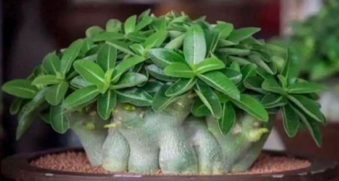 激レア/ドワーフ/極太/塊根】アデニウム アラビカムV2ハック鉢植えG-2