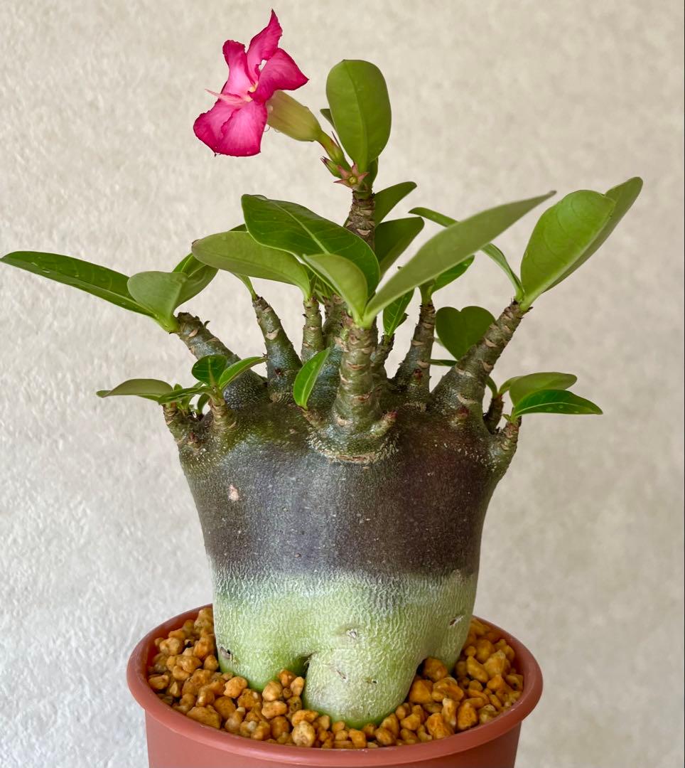 激レア/ブラックスキン/極太/ドワーフ 】アデニウム カピ 鉢植えA-6