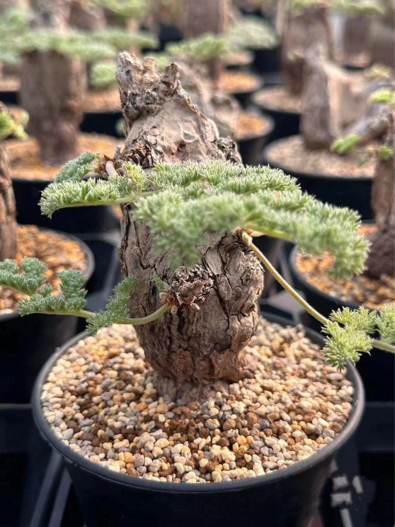 864ペラルゴニウム・トリステ Pelargonium triste厳選特大株 - メルカリ