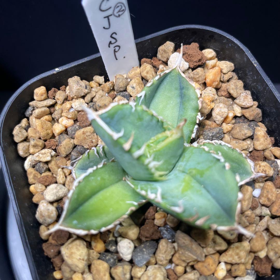 アガベ チタノタ ホオジロザメ 大白鯊 CJスペシャル ② - メルカリ