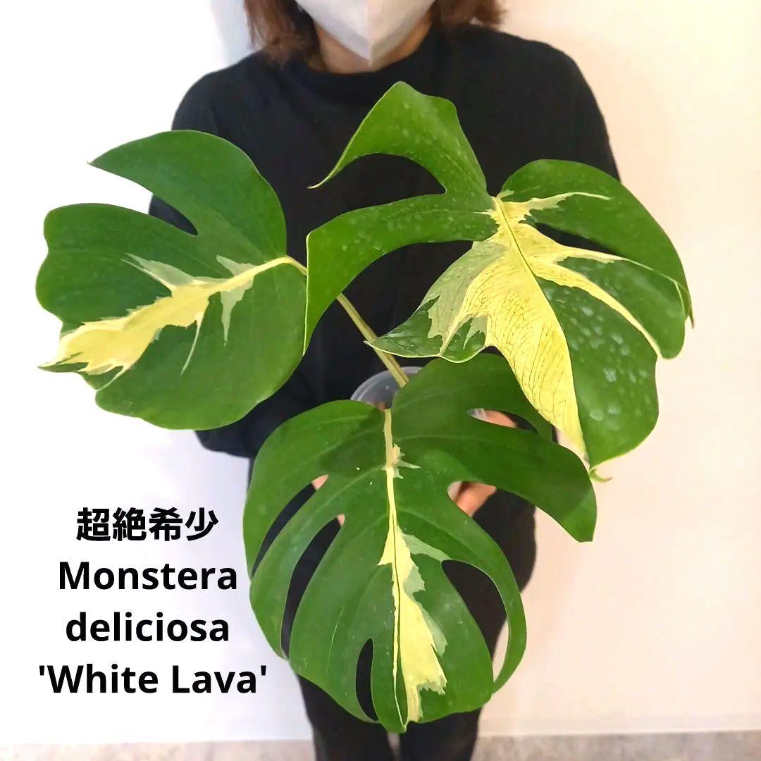 超絶希少 モンステラ デリシオーサ ホワイト ラバ - メルカリ