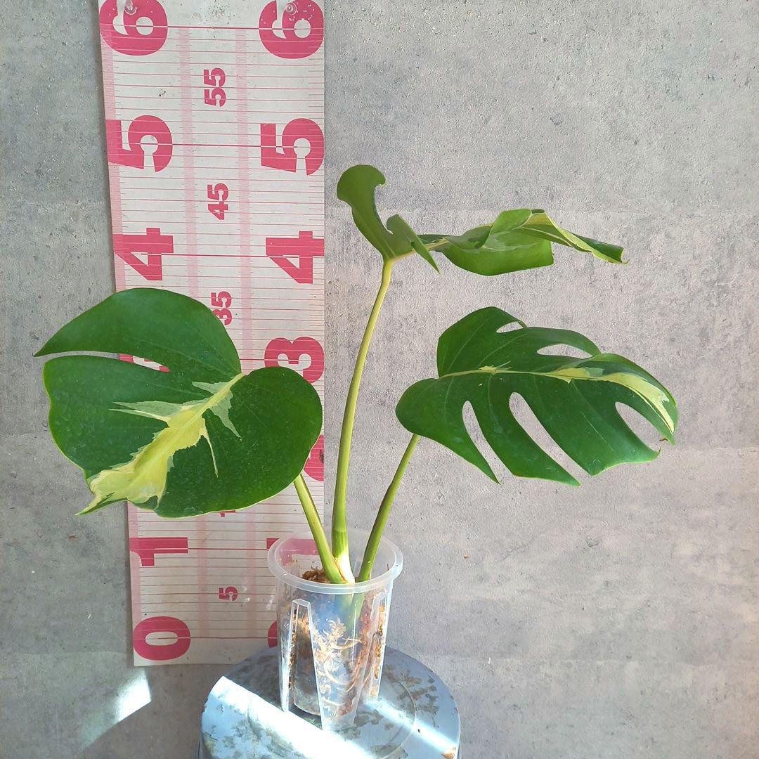 超絶希少 モンステラ デリシオーサ ホワイト ラバ - メルカリ