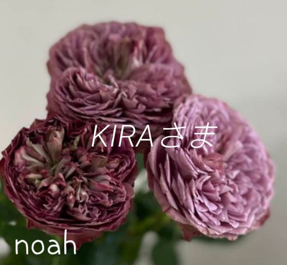 ❀KIRAさま❀　バラ　苗 希成（きなり） 大苗(4.5号角鉢)｜【京成バラ園】バラの通販