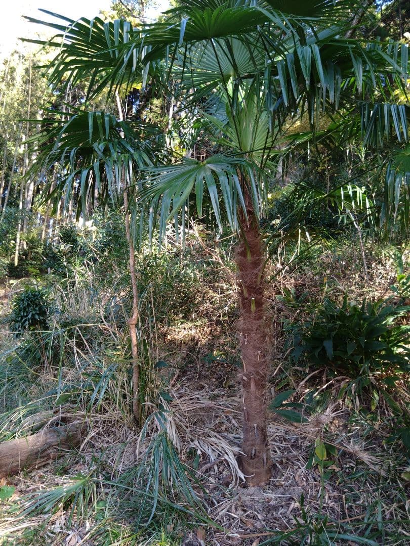 シュロの木、棕櫚の木、1本（選択可能）、庭木、ガーデニング、自己