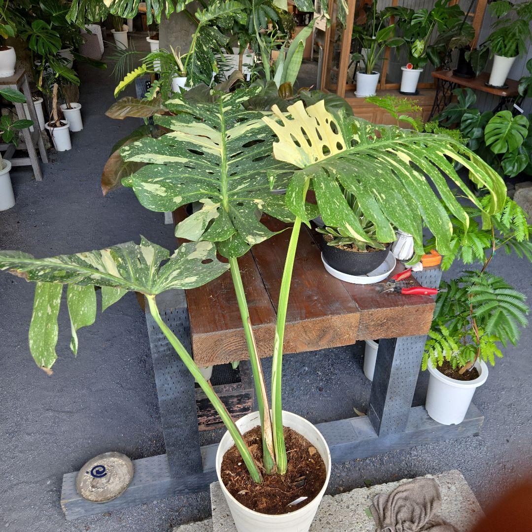 ⑤ モンステラ 斑入り イエローモンスター 特大苗木最高等級極上品‼️