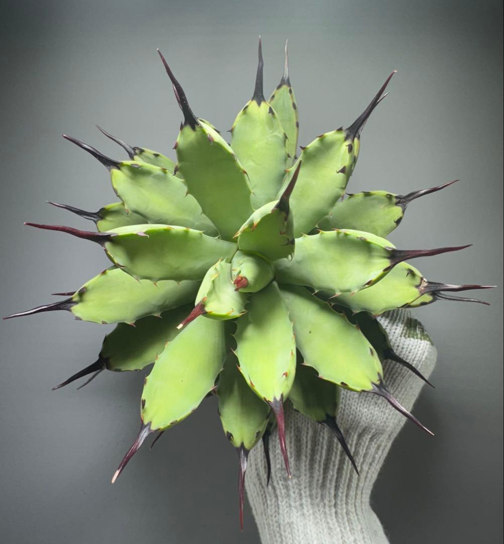 A*様 アガベ チタノタ マクロアカンサス“黒棘八荒殿” 極上黒棘 長棘