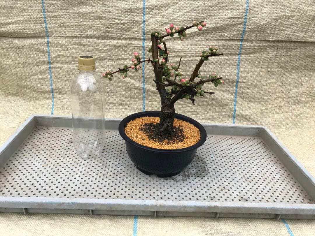 木瓜(ボケ)・放春花 ゆめ 6寸 - メルカリ