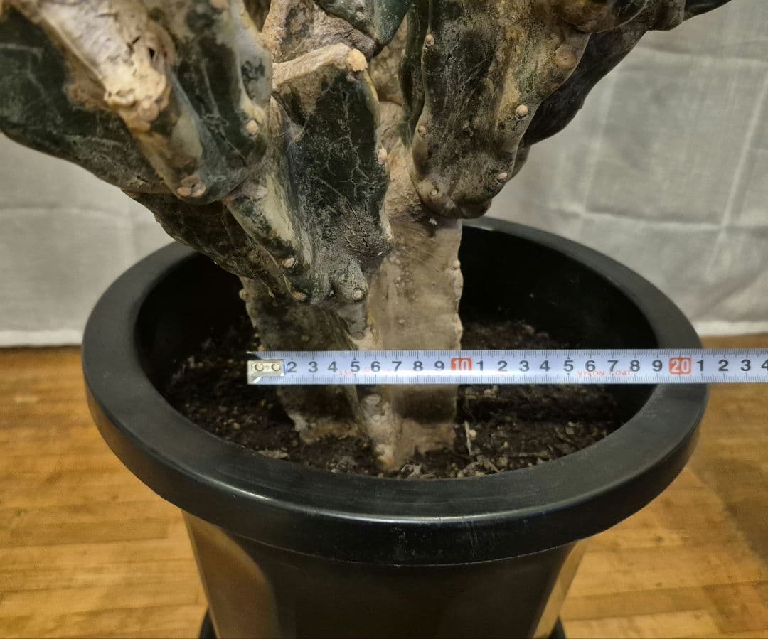 柱サボテン ブランチ 古木仕立て ハシラサボテン 鬼面角 キメンカク 10号鉢